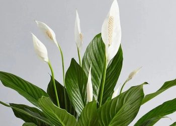 Năm 2022, trồng cây gì trong nhà?