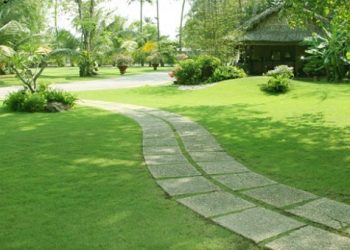 Các loại cỏ trồng sân vườn cho biệt thự, nhà vườn