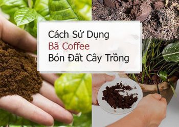 Cách sử dụng bã cà phê bón đất cây trồng xanh tốt phát triển mạnh