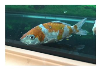 Chăm sóc cá koi- Hướng dẫn chi tiết- Bệnh thường gặp, nguyên nhân