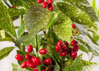 Tổng hợp các mẫu cây trồng sân vườn đẹp hiện đại không thể bỏ qua