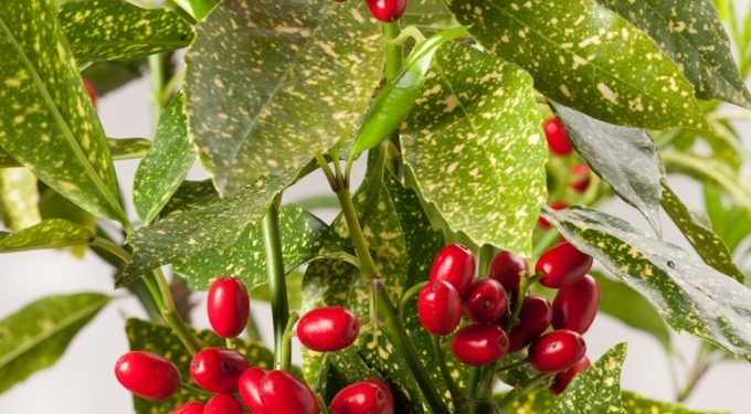 Tổng hợp các mẫu cây trồng sân vườn đẹp hiện đại không thể bỏ qua