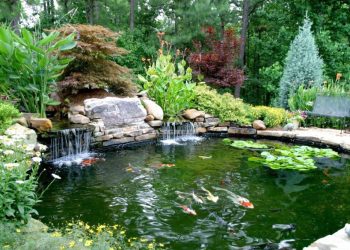 THIẾT KẾ HỒ CÁ KOI