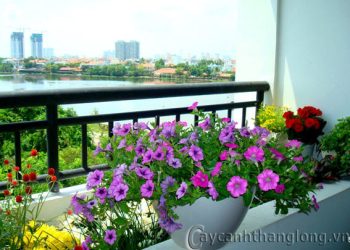 Thiết kế tiểu cảnh ban công | Tiểu cảnh ban công