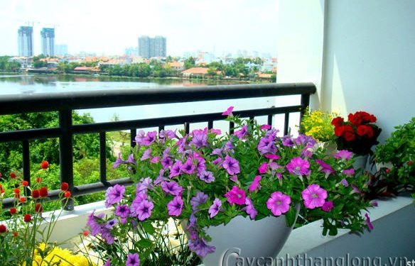 Thiết kế tiểu cảnh ban công | Tiểu cảnh ban công